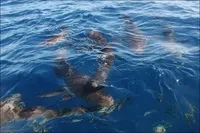 Як спіймати за хвіст акулу