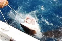 Як спіймати за хвіст акулу