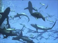 Як спіймати за хвіст акулу