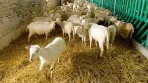 Як побудувати сарай для кіз своїми руками покрокове керівництво (хлів для кози своїми руками) Як побудувати сарай для кіз своїми руками покрокове керівництво