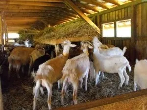 Як побудувати сарай для кіз своїми руками покрокове керівництво (сарай) Як побудувати сарай для кіз своїми руками покрокове керівництво