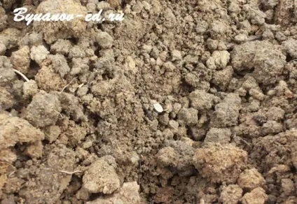 Як посадити кріп на дачі (дачі) Як посадити кріп на дачі
