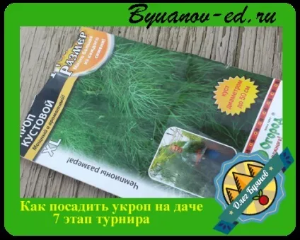 Як посадити кріп на дачі (посадити кріп дачі) Як посадити кріп на дачі