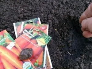 Як правильно посадити морква (правильно посадити морква) Як правильно посадити морква