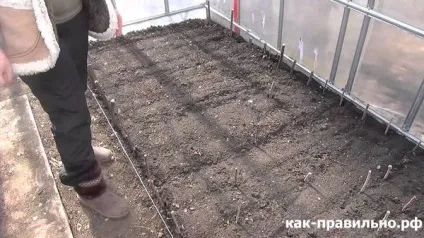 Як правильно облаштувати теплицю