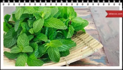 Як правильно мити зелень, oblacco (корисні продукти) Як правильно мити зелень, oblacco