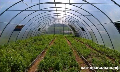 Як правильно облаштувати теплицю