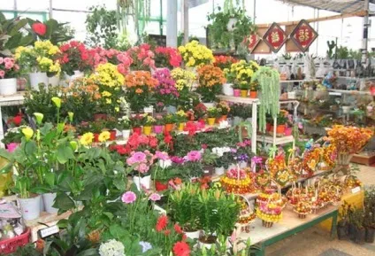 Як правильно вирощувати орхідеї з В'єтнаму (орхідеї) Як правильно вирощувати орхідеї з В'єтнаму