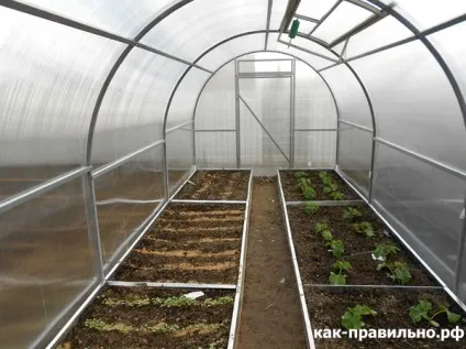 Як правильно облаштувати теплицю