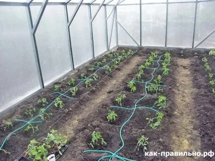 Як правильно облаштувати теплицю