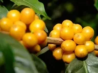 Як приготувати каву латте lavazza
