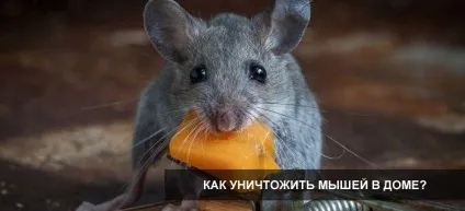 Як провести знищення мишей в будинку ефективно і безпечно (як провести знищення мишей в будинку ефективно і безпечно?) Як провести знищення мишей в будинку ефективно і безпечно