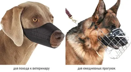 Як привчити собаку до намордника (привчити собаку намордника) Як привчити собаку до намордника