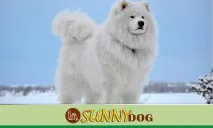 Самоїд - кому підійде, скільки коштує іпорівняння з іншими породами скільки