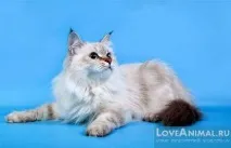 кішок