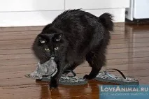 кішок