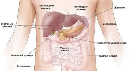 Як працює шлунок людини (людини) Як працює шлунок людини