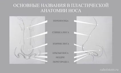 Як малювати ніс поетапний малюнок з навчальними схемами (навчитися малювати портрет) Як малювати ніс поетапний малюнок з навчальними схемами