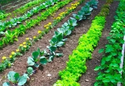 Як розбити город за методом Мітлайдера, 6 соток (город) Як розбити город за методом Мітлайдера, 6 соток