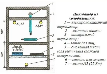 Як зробити інкубатор самостійно інструкція, поради та фото - корисна інформація (зробити інкубатор своїми руками) Як зробити інкубатор самостійно інструкція, поради та фото - корисна інформація