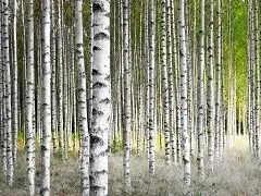 Як сніг може зігрівати землю і рослини, адже він холодний метеовесті від Фобос