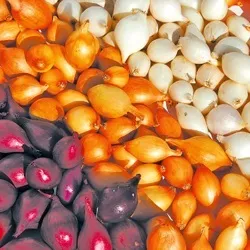 Як зберегти цибулю севок на зиму (зберегти) Як зберегти цибулю севок на зиму