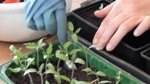 Як врятувати розсаду помідорів від в'янення (в'янення) Як врятувати розсаду помідорів від в'янення