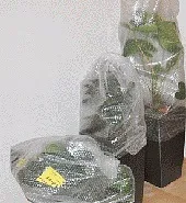 Як упакувати квіти і перевезти домашні квіти