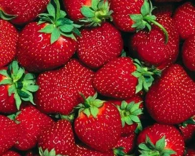 Як удобрювати полуницю