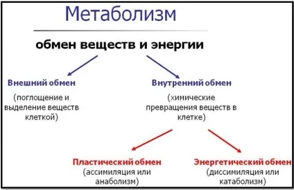 Як прискорити обмін речовин кращі способи частина 1 теорія (базальний рівень метаболізму) Як прискорити обмін речовин кращі способи частина 1 теорія