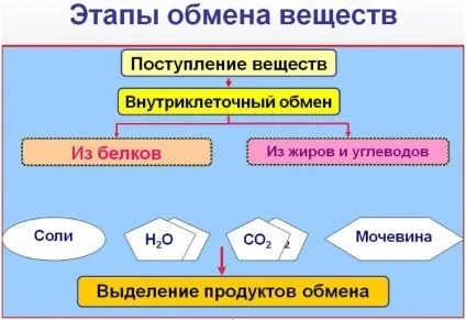 Як прискорити обмін речовин кращі способи частина 1 теорія (прискорити) Як прискорити обмін речовин кращі способи частина 1 теорія