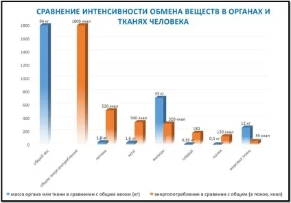 Як прискорити обмін речовин кращі способи частина 1 теорія (прискорити) Як прискорити обмін речовин кращі способи частина 1 теорія