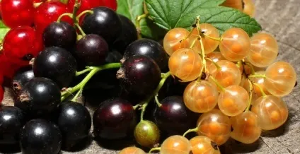 Як доглядати за смородиною, щоб був хороший урожай (великою кількістю води) Як доглядати за смородиною, щоб був хороший урожай