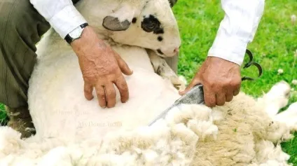 Як доглядати за вівцями - agroxxi (zimocoheo) Як доглядати за вівцями - agroxxi