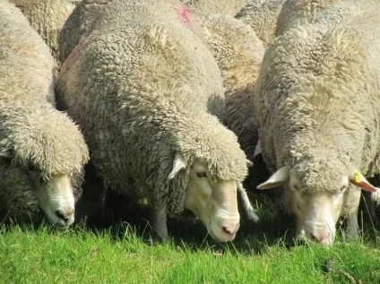Як доглядати за вівцями - agroxxi (вівцями) Як доглядати за вівцями - agroxxi