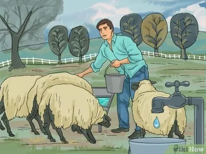 Як доглядати за вівцями