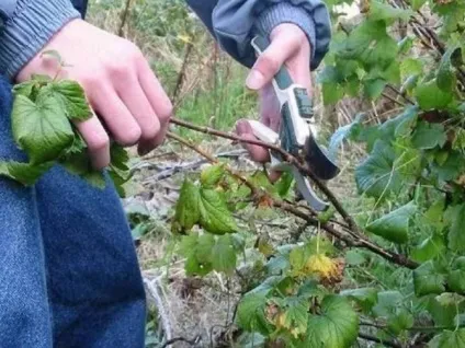 Як доглядати за смородиною, щоб був хороший урожай (як доглядати за смородиною) Як доглядати за смородиною, щоб був хороший урожай