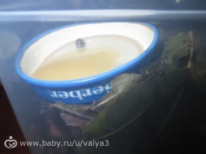 Як доглядати за сонечком, мітки є, будинки, годувати, домашній, умова