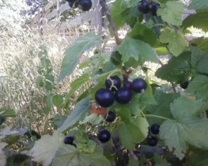 Як доглядати за смородиною (доглядати) Як доглядати за смородиною