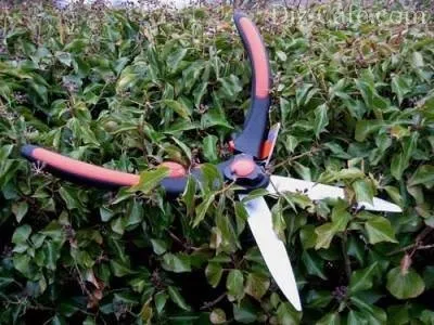 Як вибрати садовий кущоріз для живоплоту бензиновий або електричний (кущоріз) Як вибрати садовий кущоріз для живоплоту бензиновий або електричний