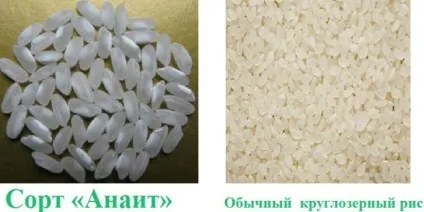 Як варити рис як правильно і швидко приготувати розсипчастий рис (приготувати) Як варити рис як правильно і швидко приготувати розсипчастий рис