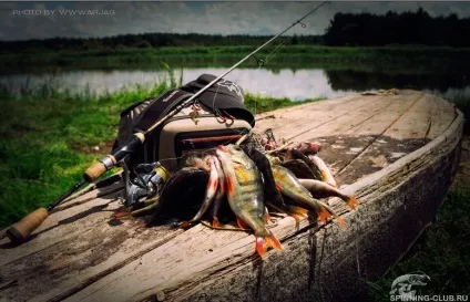 Як вибрати спінінг новачкові по способам лову (вибрати) Як вибрати спінінг новачкові по способам лову