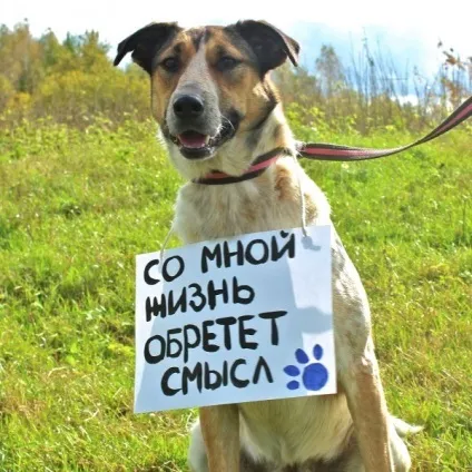 Як вибрати собаку з притулку (взяти собаку притулку) Як вибрати собаку з притулку