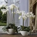 Як вирощувати орхідеї з В'єтнаму посадка цибулини, догляд, розмноження (цибулини) Як вирощувати орхідеї з В'єтнаму посадка цибулини, догляд, розмноження