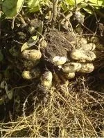 Як виростити помідорне дерево (виростити) Як виростити помідорне дерево