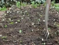 Як виростити кріп на дачі, городник (садиба) (кріп вирощування) Як виростити кріп на дачі, городник (садиба)