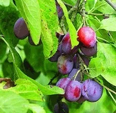 Як вирощувати сливу, зразкова садиба (слива догляд) Як вирощувати сливу, зразкова садиба