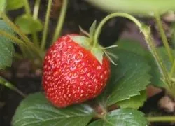 Як виростити полуницю з насіння