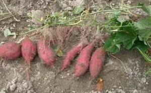 Як виростити батат на дачі (виростити) Як виростити батат на дачі