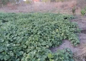 Як виростити батат на дачі (схожий звичайна картопля) Як виростити батат на дачі